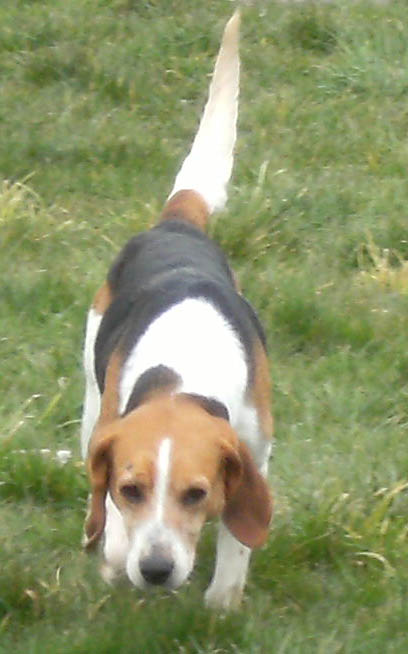 PRALINE, x beagle, 8 ans env. (50) Pralin12