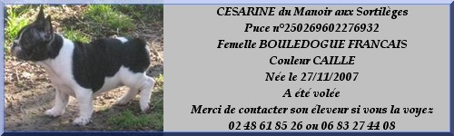 Césarine Bouledogue Français volée (18) Cesari10