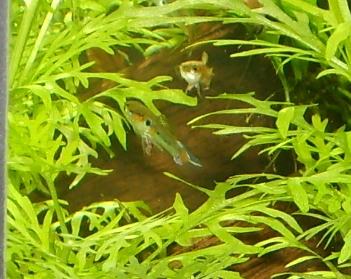 Guppy sauvages S6005622