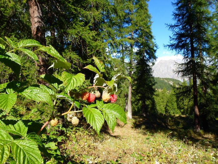 Que la montagne est belle Psv2010