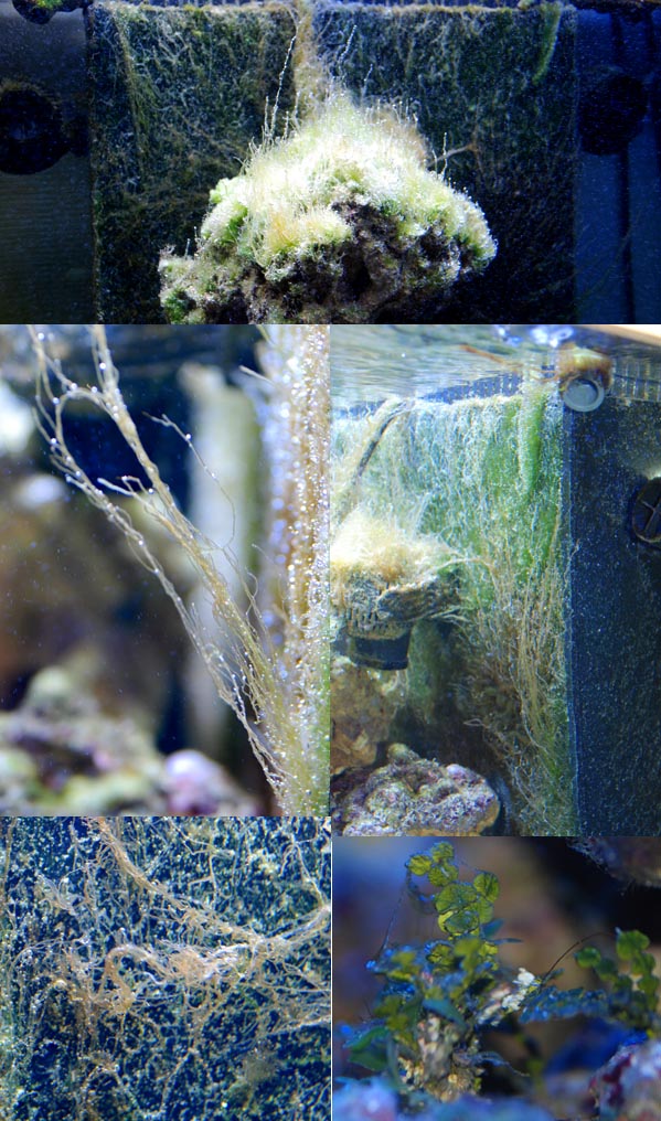 fish only : passage en recifal - Page 6 Algues10