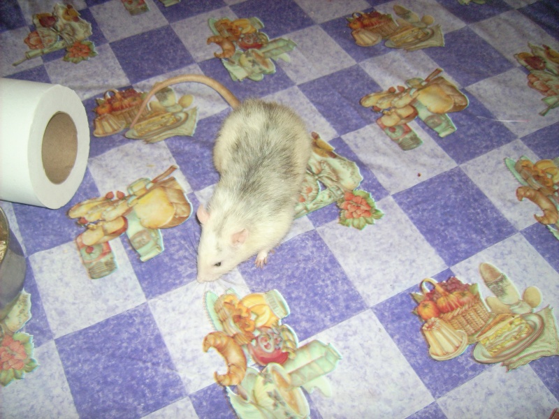 rats males a adopter 69 Loulou10