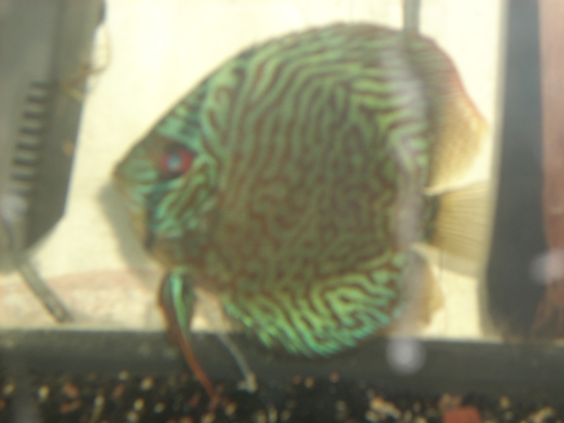 Discus - discus qui ne mange plus Aqua3_11