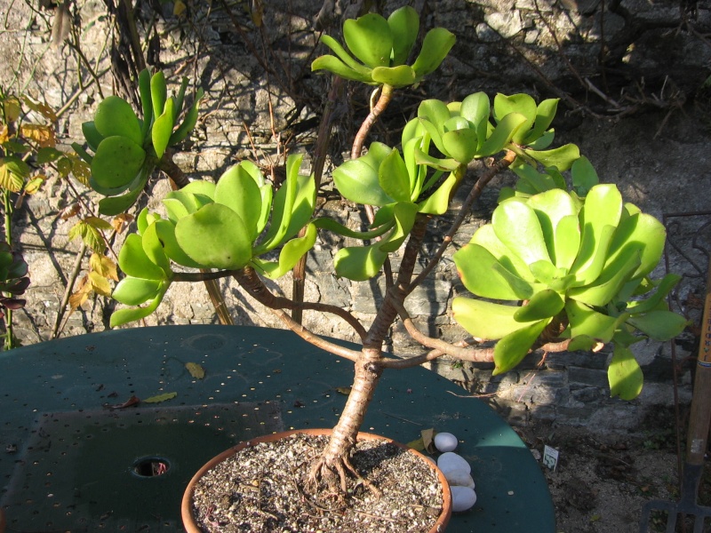 Aeonium de madeire A. glandulosum Aeonim10