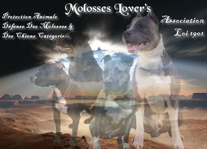 Molosses Lover' s