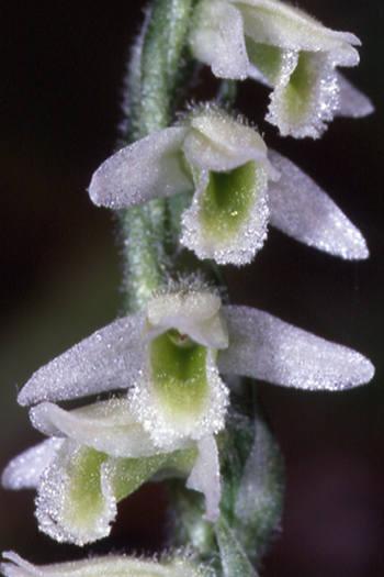 (IDENTIFICATION) Les Spiranthes 00510