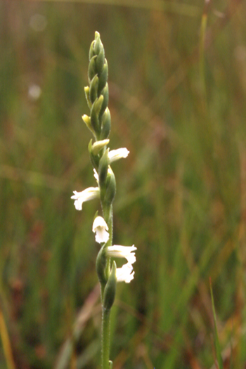 (IDENTIFICATION) Les Spiranthes 01210