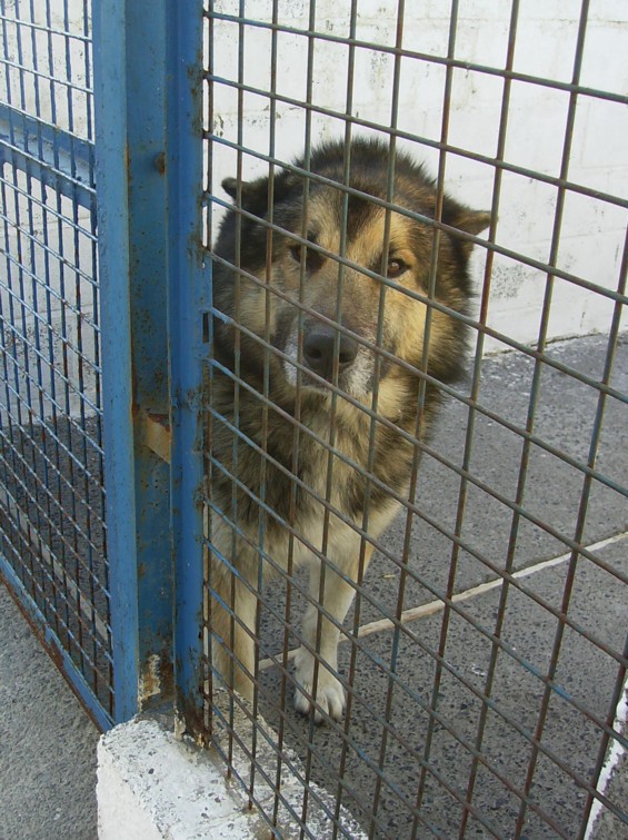 NADOR - mâle croisé malamute âgé - La Louvière (Belgique) Hpim1312