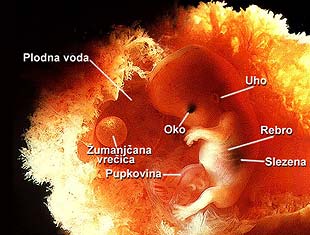 bebe - Razvoj bebe od I do XL nedelje trudnoće 1210