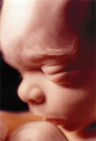 Razvoj bebe od I do XL nedelje trudnoće 2010