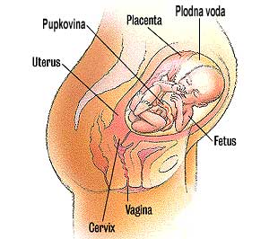 bebe - Razvoj bebe od I do XL nedelje trudnoće 2210