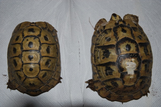 Identification couple tortues Tortue10