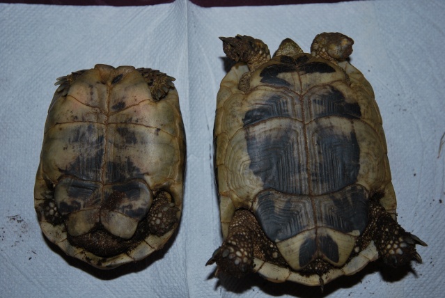 Identification couple tortues Tortue11