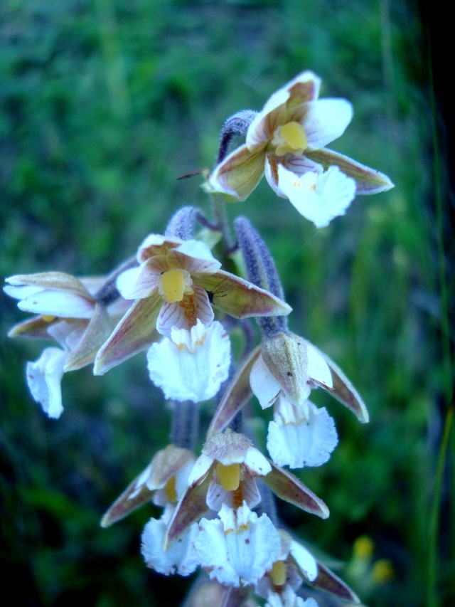 Epipactis palustris Jura_220