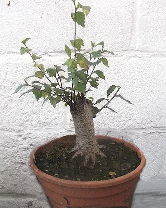 avenir bonsai?? Arbre10