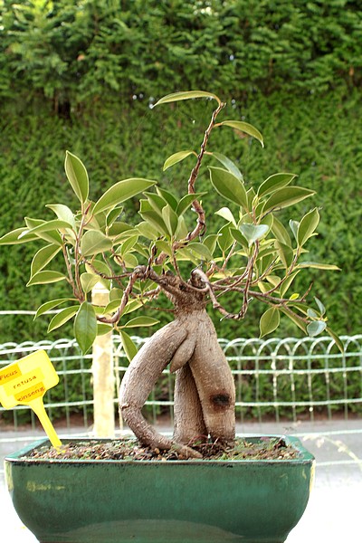 help bonsai ficus Img_2017