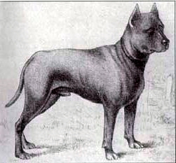American staffordshire terrier [Origines] Blue_p10