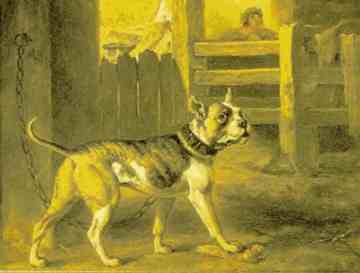American staffordshire terrier [Origines] Bull_a10