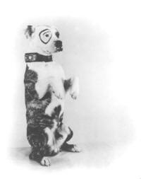 American staffordshire terrier [Origines] Lucena10
