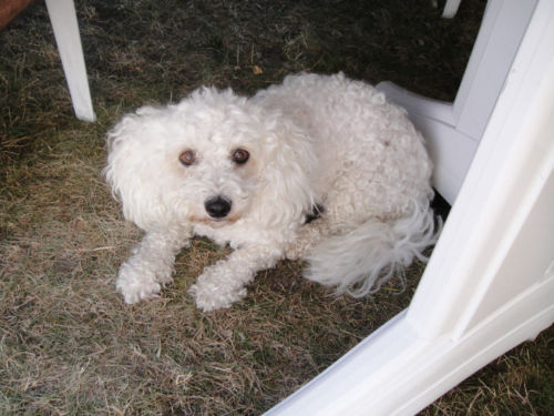 placement urgent pour une femelle bichon E9pivq10