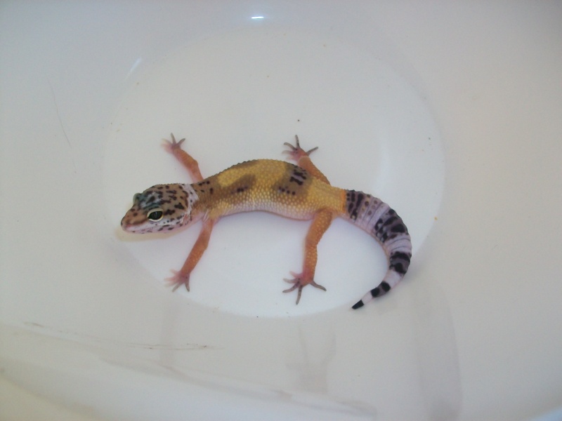 Meos Reptiles : geckos léopards phasés Ca_4_210