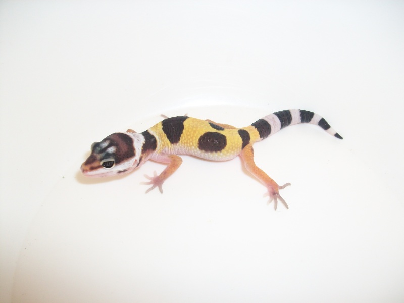 Meos Reptiles : geckos léopards phasés Ca_5_210