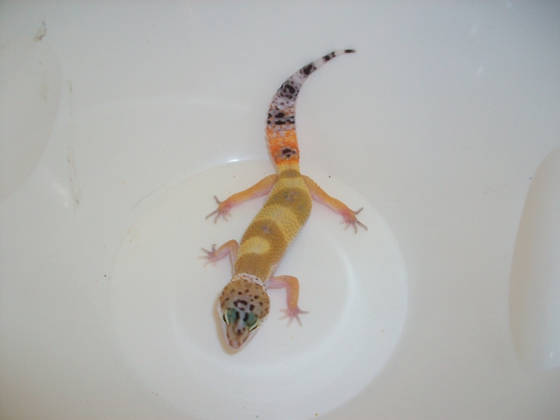 Meos Reptiles : geckos léopards phasés Cga_2_12