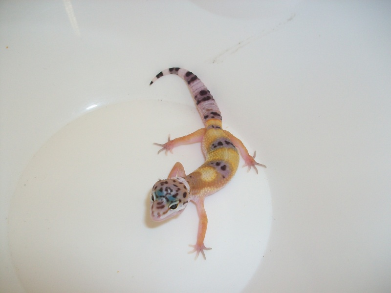 Meos Reptiles : geckos léopards phasés Cga_3_11