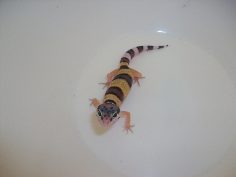 Meos Reptiles : geckos léopards phasés Ta_3_210