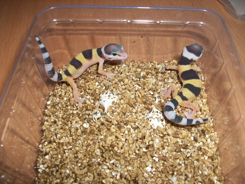 Meos Reptiles : geckos léopards phasés Ta_5_110