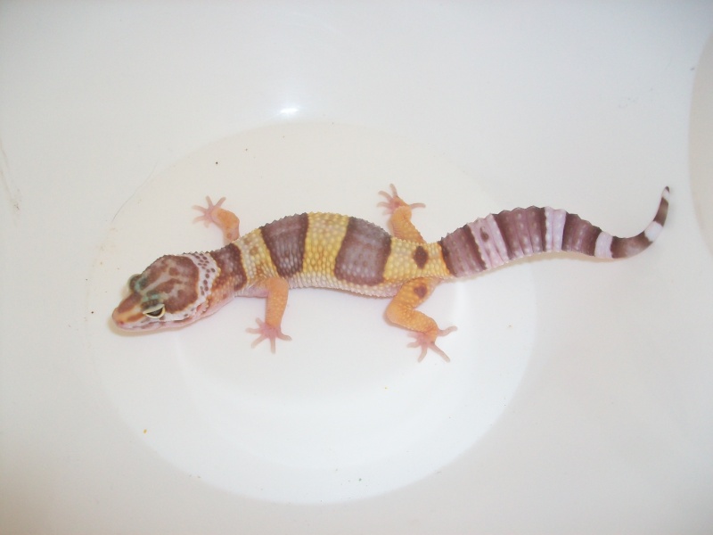 Meos Reptiles : geckos léopards phasés Te_2_210