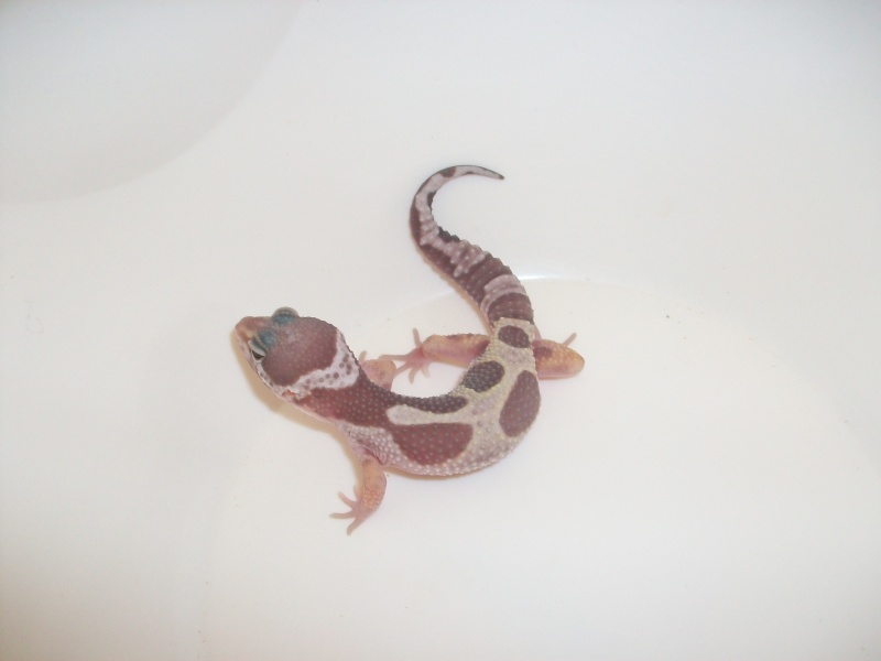 Meos Reptiles : geckos léopards phasés Te_4_210