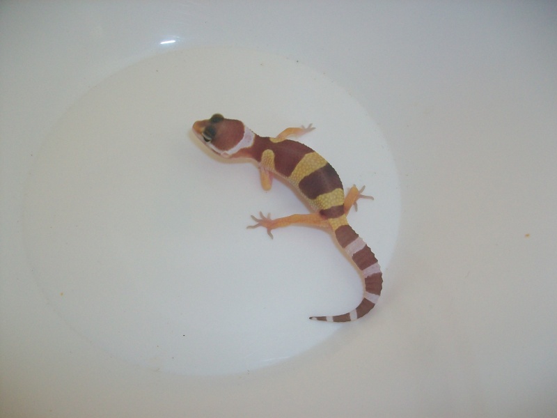 Meos Reptiles : geckos léopards phasés Te_5_210