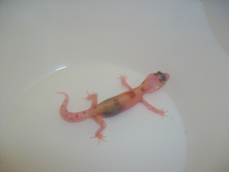 Meos Reptiles : geckos léopards phasés Vc_4_210