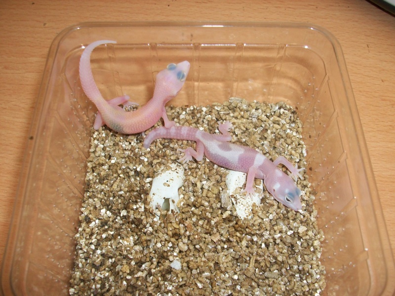 Meos Reptiles : geckos léopards phasés Vk_1_210