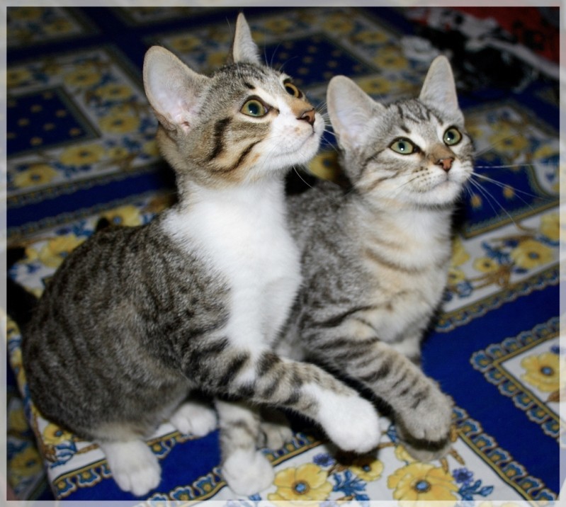 Hardéco et Hoscar, chatons mâles nés le 24/04/12 012_111