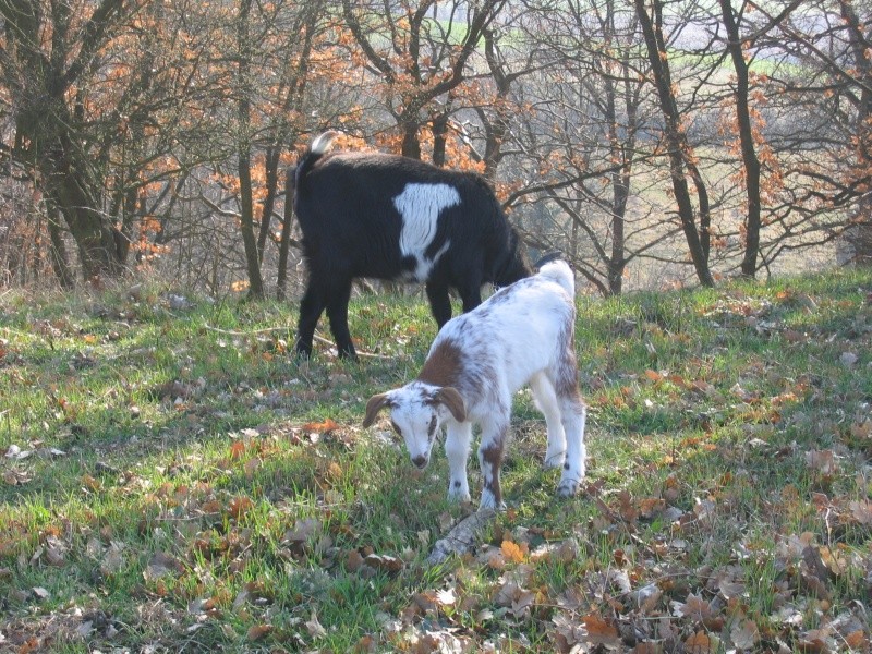 carbone dans sa nouvelle famille Roves_22