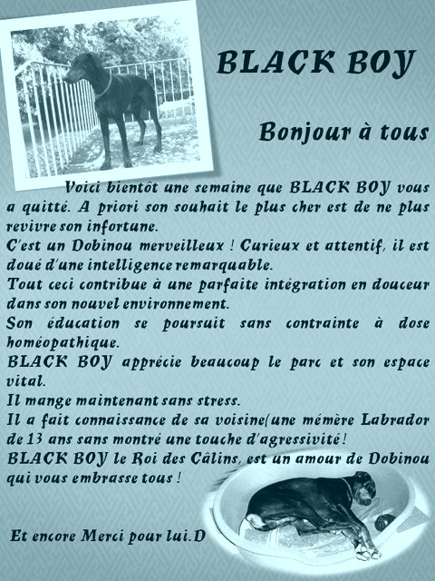 BLACK BOY Dobermann Black_14