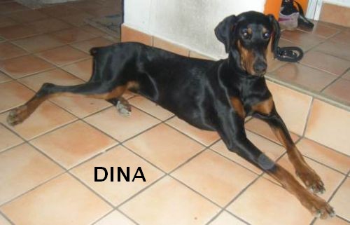 DINA, gentille et jolie comme un coeur Dina110