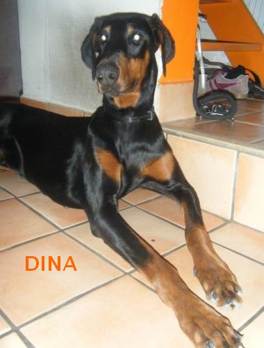 DINA, gentille et jolie comme un coeur Dina310