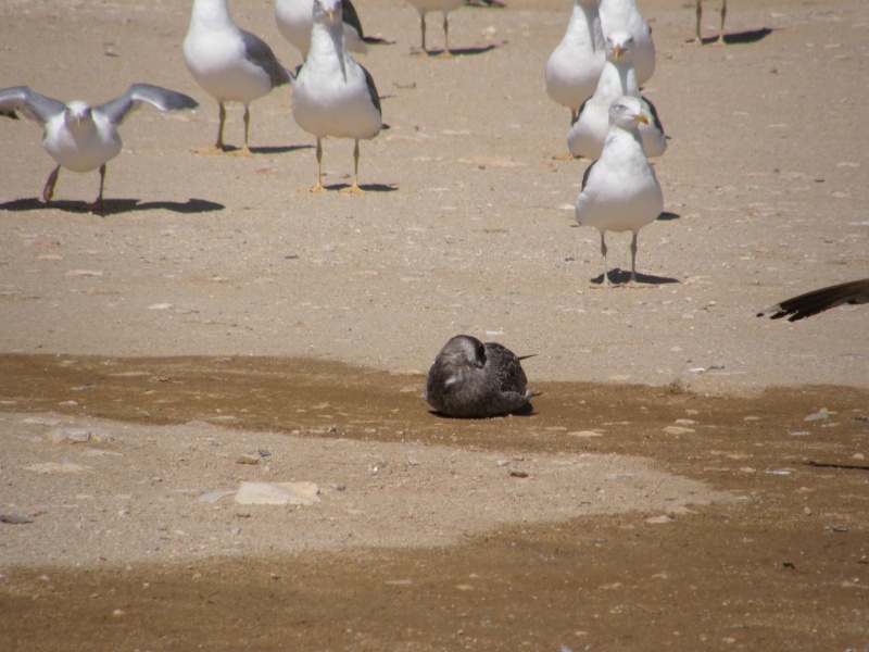 Gaivota escura Dark_g15