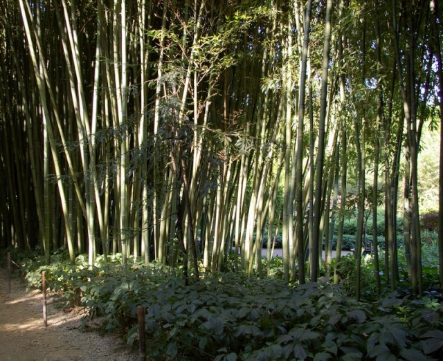 balade à la bambouseraie Garden10