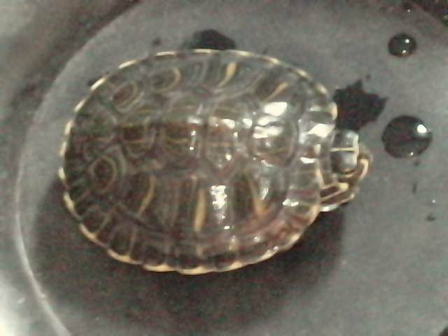 Identification de mes tortues ... P0109111