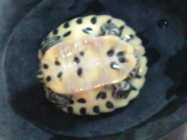 Identification de mes tortues ... P0109112