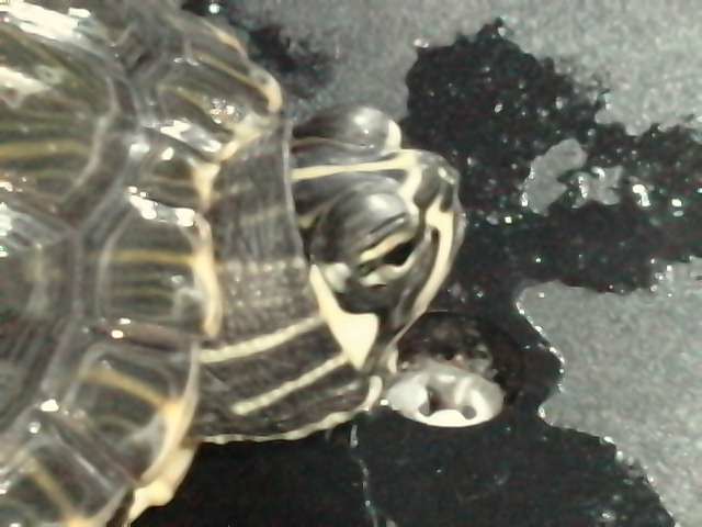Identification de mes tortues ... P0109113