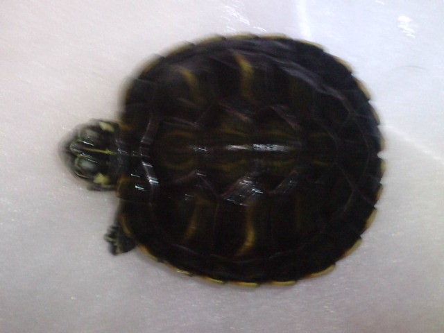 Identification de mes tortues ... P0701111