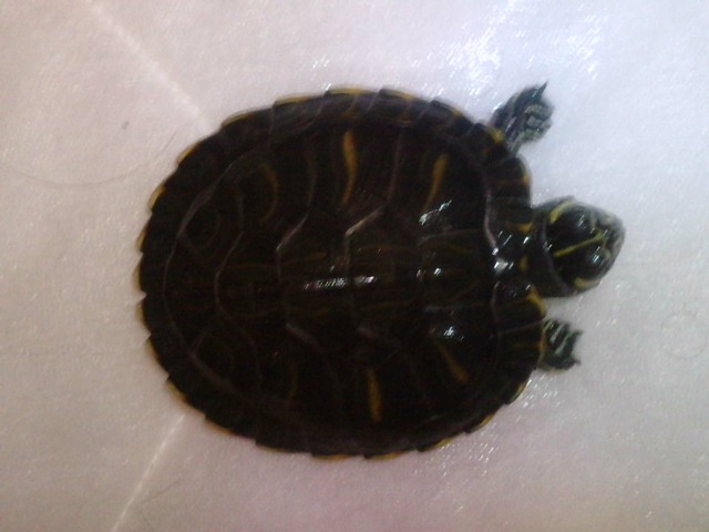 Identification de mes tortues ... P0701115
