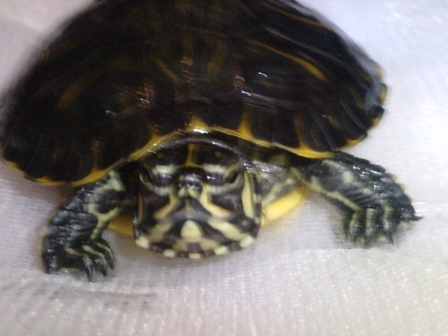 Identification de mes tortues ... P0701117