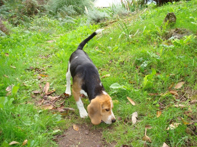 Droopy, beagle mâle de 6 mois, LOF, Dordogne Dsc00810