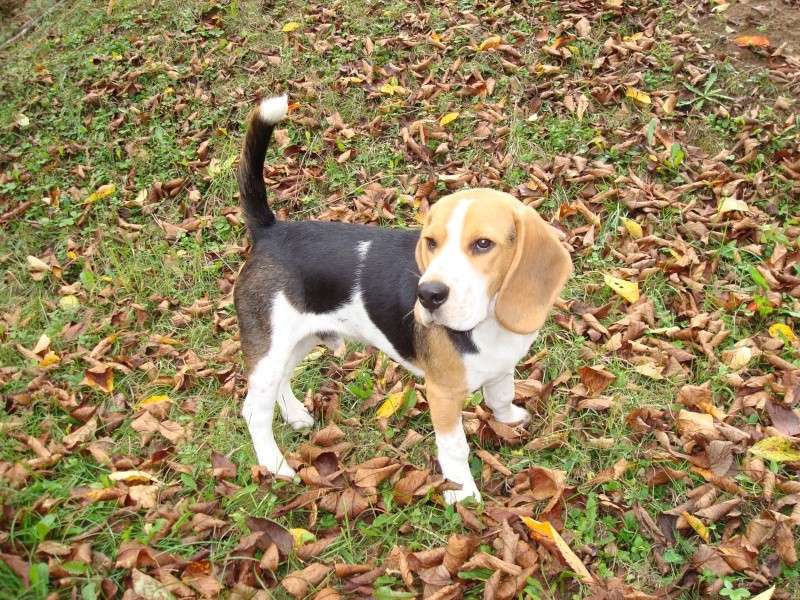 Droopy, beagle mâle de 6 mois, LOF, Dordogne Dsc00812